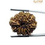 Collector 10 Mukhi Nepal Rudraksha - ( 29.40 MM )
