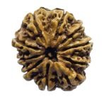 Collector 10 Mukhi Nepal Rudraksha - ( 29.40 Mm )