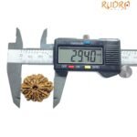 Collector 10 Mukhi Nepal Rudraksha - ( 29.40 Mm )