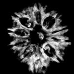 Collector 10 Mukhi Nepal Rudraksha - ( 29.40 Mm )