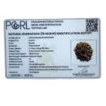 Collector 10 Mukhi Nepal Rudraksha - ( 29.40 Mm )