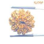 Collector 10 Mukhi Nepal Rudraksha Original - (22.68 MM) With X - Ray - (Rudrapuja)