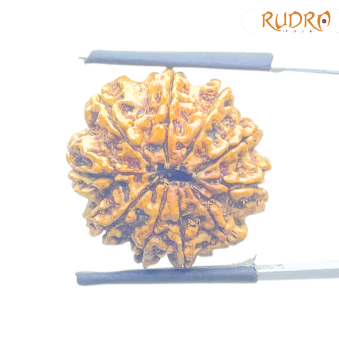 Collector 10 Mukhi Nepal Rudraksha Original - (22.68 MM) With X - Ray - (Rudrapuja)