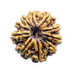 Collector 10 Mukhi Nepal Rudraksha Original - (22.68 MM) With X - Ray - (Rudrapuja)