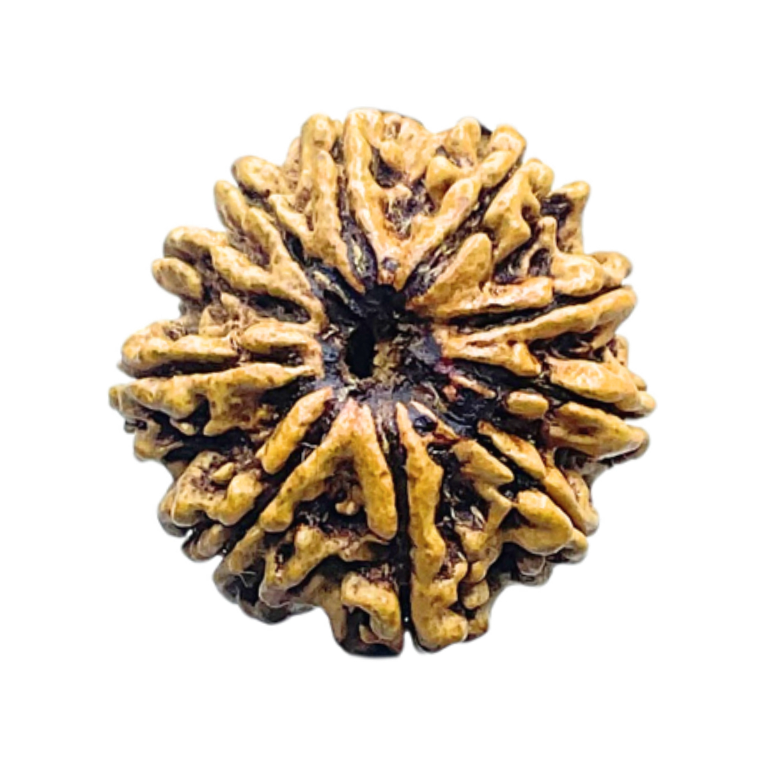 Collector 10 Mukhi Nepal Rudraksha Original - (22.68 MM) With X - Ray - (Rudrapuja)