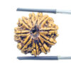 Collector 10 Mukhi Nepal Rudraksha Original - (22.68 MM) With X - Ray - (Rudrapuja)