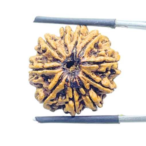 Collector 10 Mukhi Nepal Rudraksha Original - (22.68 MM) With X - Ray - (Rudrapuja)