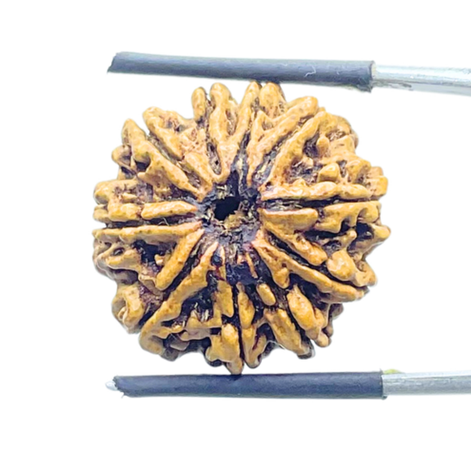 Collector 10 Mukhi Nepal Rudraksha Original - (22.68 MM) With X - Ray - (Rudrapuja)