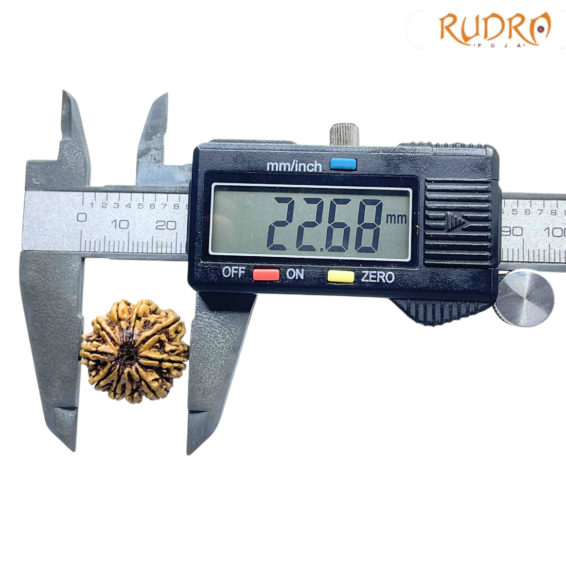 Collector 10 Mukhi Nepal Rudraksha Original - (22.68 MM) With X - Ray - (Rudrapuja)