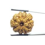 Collector 10 Mukhi Nepal Rudraksha Original - (26.45 MM)
