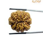 Collector 10 Mukhi Nepal Rudraksha Original - (26.45 MM)