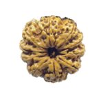 Collector 10 Mukhi Nepal Rudraksha Original - (26.45 Mm)
