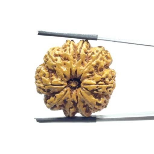 Collector 10 Mukhi Nepal Rudraksha Original - (26.45 Mm)