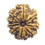 Collector 10 Mukhi Nepal Rudraksha – (27.10 Mm)