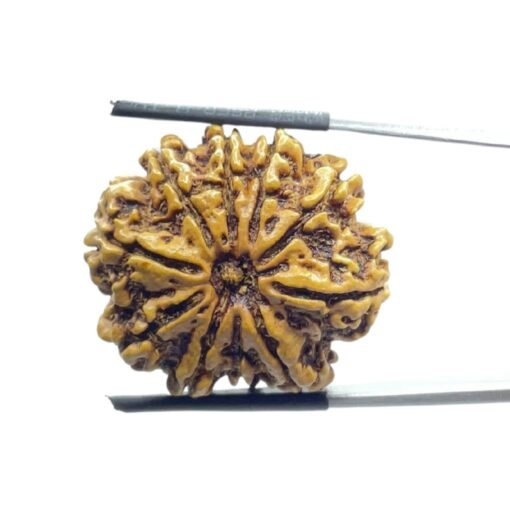 Collector 10 Mukhi Nepal Rudraksha – (27.10 Mm)
