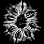 Collector 10 Mukhi Nepal Rudraksha – (27.10 Mm)