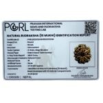 Collector 10 Mukhi Nepal Rudraksha – (27.10 Mm)