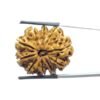 Collector 10 Mukhi Rudraksha Nepal - (28.90 Mm)
