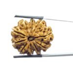 Collector 10 Mukhi Rudraksha Nepal - (28.90 MM)