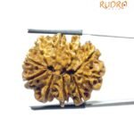 Collector 10 Mukhi Rudraksha Nepal - (28.90 MM)