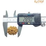 Collector 10 Mukhi Rudraksha Nepal - (28.90 Mm)