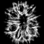 Collector 10 Mukhi Rudraksha Nepal - ( 28.90 Mm)