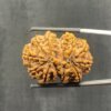 Collector-10-Mukhi-Nepal-Rudraksha-31.62Mm-With-X-Ray-Bp-C.jpg October 25, 2024 190 Kb