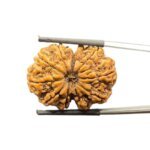 Collector-10-mukhi-Nepal-Rudraksha-31.62MM-With-X-Ray-MP-C.jpg October 25, 2024 99 KB