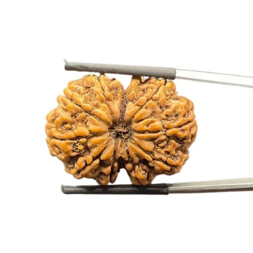 Collector-10-Mukhi-Nepal-Rudraksha-31.62Mm-With-X-Ray-Mp-C.jpg October 25, 2024 99 Kb