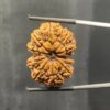 Collector-10-Mukhi-Nepal-Rudraksha-31.62Mm-With-X-Ray-Sp-C.jpg October 25, 2024 179 Kb