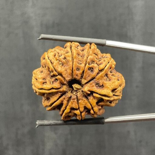 Collector-10-mukhi-rudraksha-Nepal-30.84MM-With-X-Ray-BP-C.jpg October 25, 2024 195 KB