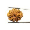 Collector-10-Mukhi-Rudraksha-Nepal-30.84Mm-With-X-Ray-Mp-C.jpg October 25, 2024 95 Kb