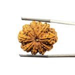 Collector-10-mukhi-rudraksha-Nepal-30.84MM-With-X-Ray-MP-C.jpg October 25, 2024 95 KB