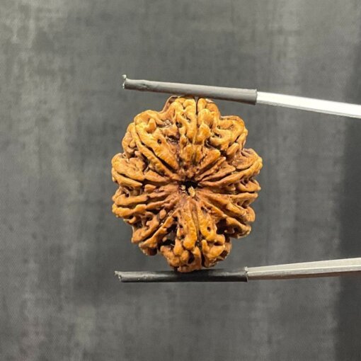 Collector-10-mukhi-rudraksha-Nepal-30.84MM-With-X-Ray-SP-C.jpg October 25, 2024 185 KB