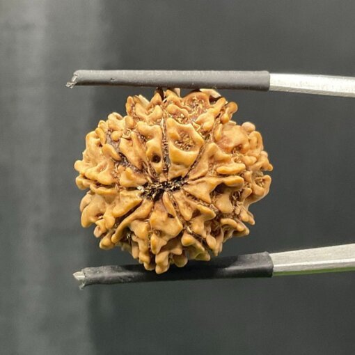 Das-Mukhi-Rudraksha-दस-मुखी-रुद्राक्ष-22.89-mm-BP-C.jpg October 24, 2024 172 KB