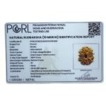 Large 10 Mukhi Rudraksha Nepal - ( 28.90 Mm)