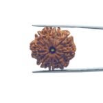 Nava Mukhi Rudraksha - ( 22.92 MM ) With X- Ray