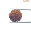 Nava Mukhi Rudraksha - ( 22.92 Mm ) With X- Ray 12 Nava Mukhi Rudraksha - ( 22.92 Mm ) With X- Ray