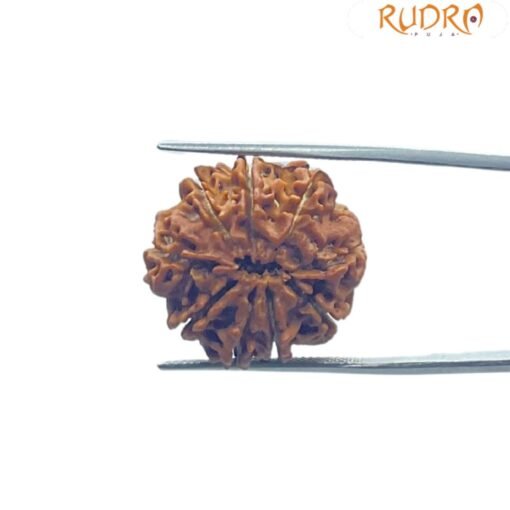Nava Mukhi Rudraksha - ( 22.92 MM ) With X- Ray