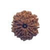 Nava Mukhi Rudraksha - ( 22.92 Mm ) With X- Ray 13 Nava Mukhi Rudraksha - ( 22.92 Mm ) With X- Ray