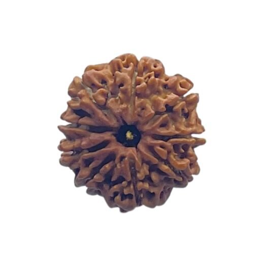Nava Mukhi Rudraksha - ( 22.92 MM ) With X- Ray