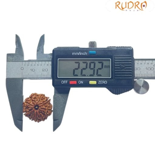Nava Mukhi Rudraksha - ( 22.92 MM ) With X- Ray