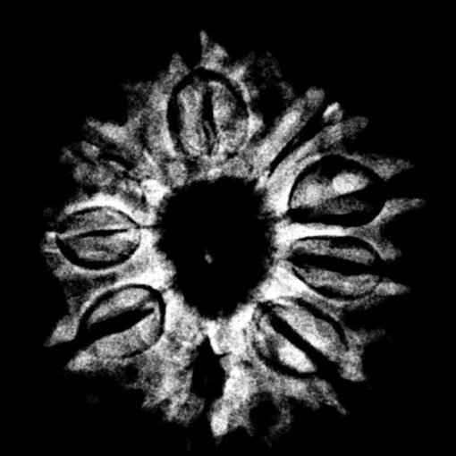 Nava Mukhi Rudraksha - ( 22.92 MM ) x-ray
