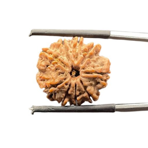 Nava-Mukhi-Rudraksha-नव-मुखी-रुद्राक्ष-21.10-Mm-With-X-Ray-Mp-C.jpg October 26, 2024 91 Kb