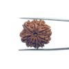 Nine Mukhi Rudraksha Nepal - (24.55 Mm) With X - Ray 34 Nine Mukhi Rudraksha Nepal - (24.55 Mm) With X - Ray