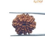 Nine Mukhi Rudraksha Nepal - (24.55 MM) With X - Ray