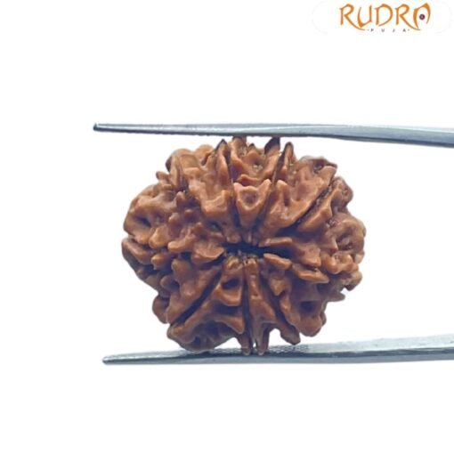 Nine Mukhi Rudraksha Nepal - (24.55 MM) With X - Ray