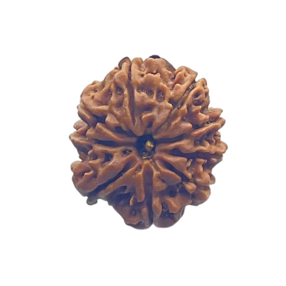 Nine Mukhi Rudraksha Nepal - (24.55 Mm) With X - Ray 3 Nine Mukhi Rudraksha Nepal - (24.55 Mm) With X - Ray