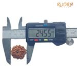 Nine Mukhi Rudraksha Nepal - (24.55 Mm) With X - Ray 8 Nine Mukhi Rudraksha Nepal - (24.55 Mm) With X - Ray