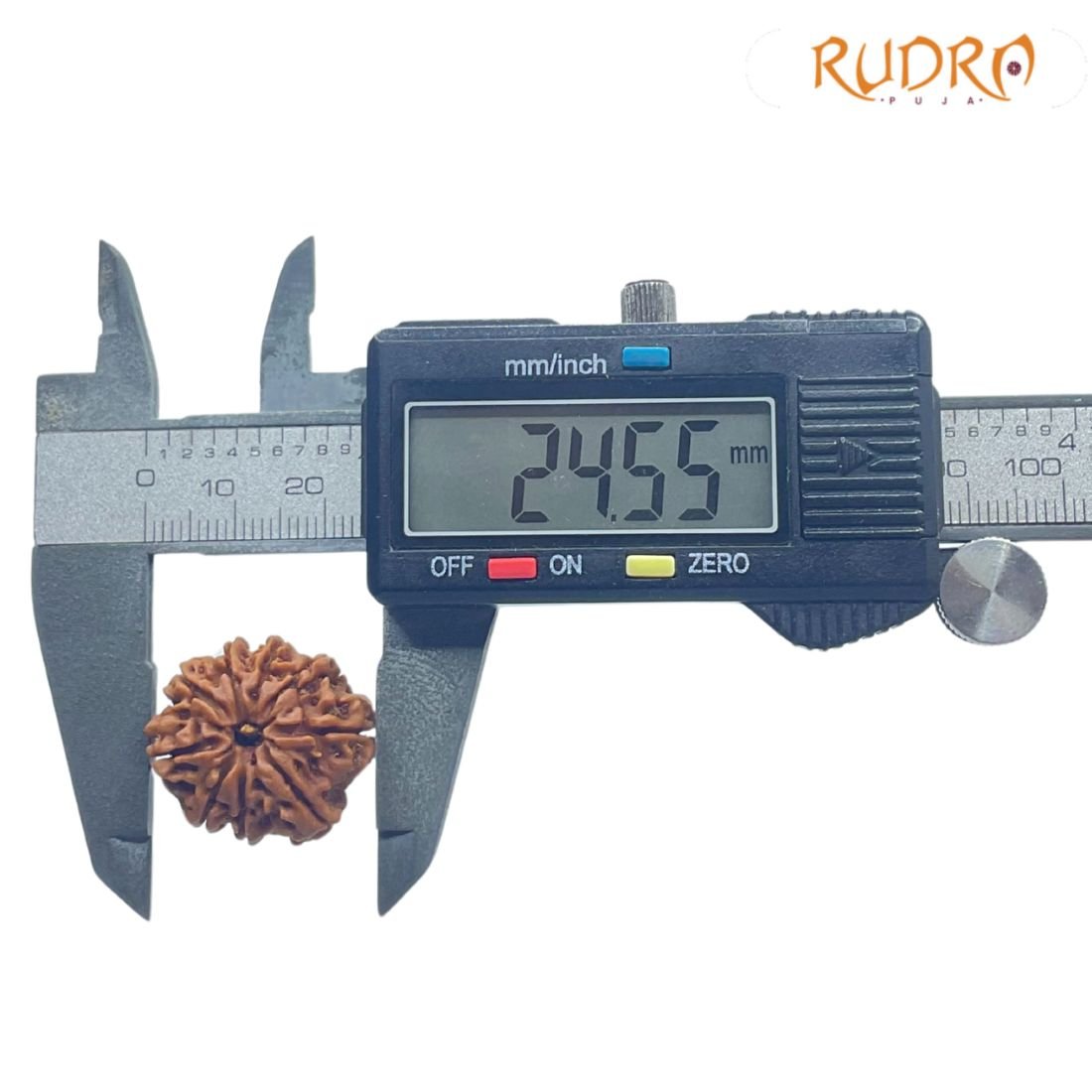 Nine Mukhi Rudraksha Nepal - (24.55 Mm) With X - Ray 4 Nine Mukhi Rudraksha Nepal - (24.55 Mm) With X - Ray